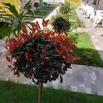 Casa Maria 3* Vama Veche